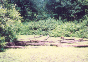 An experienced wetland scientist may be needed to identify this area as a wetland.