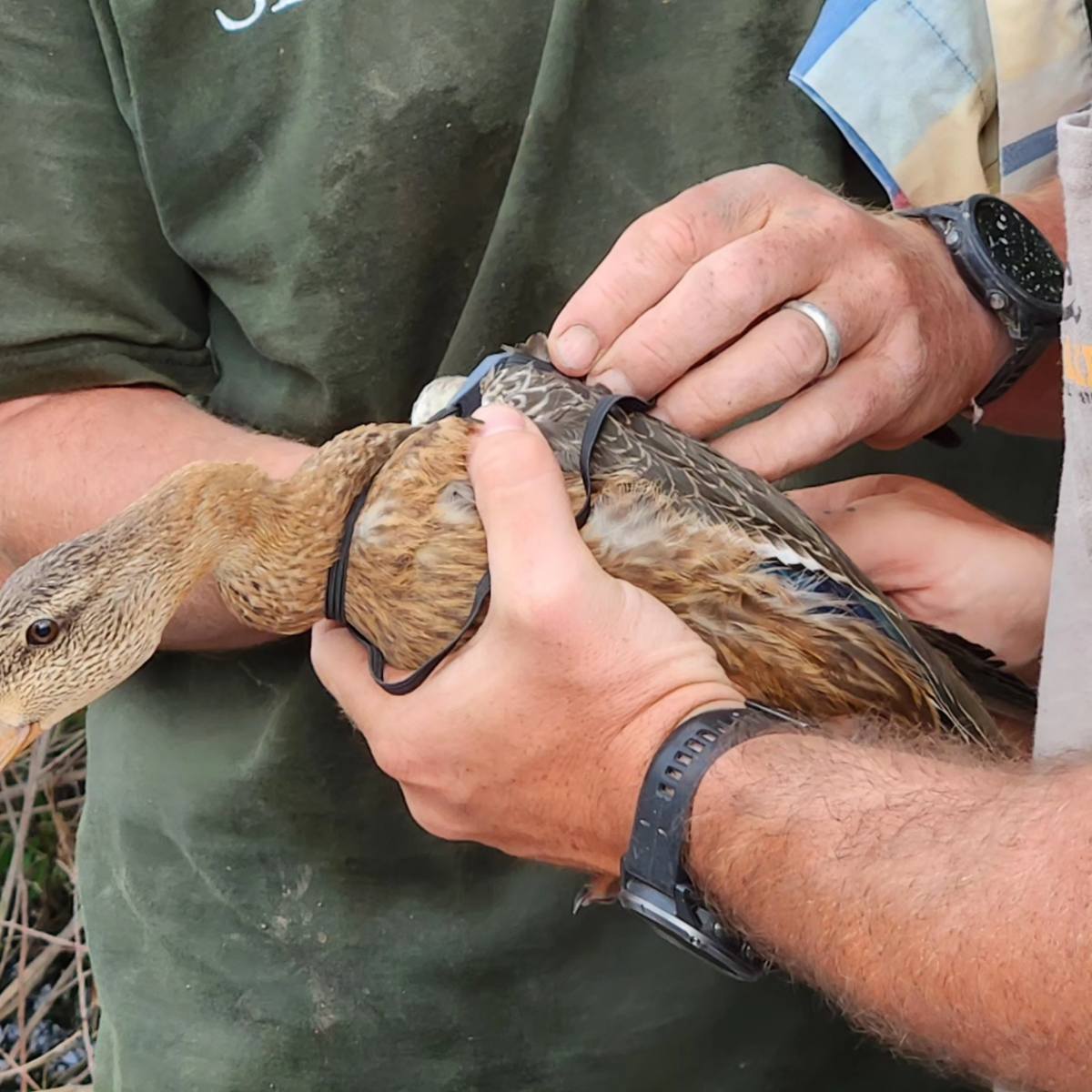 tracking installed on a Mexican Duck